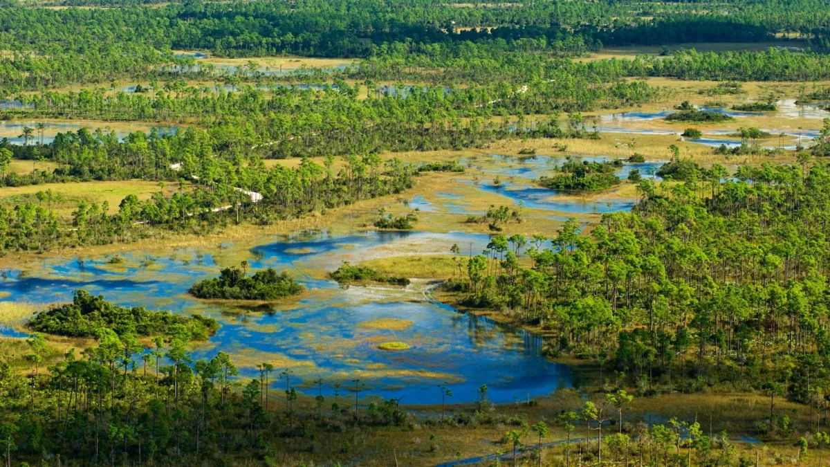 Everglades Agricultural Collective