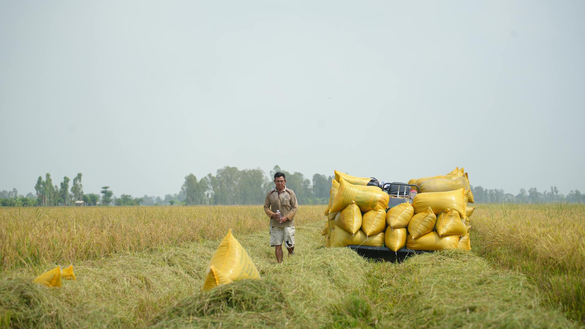 Take Our Official Collective Assignment Quiz and Discover Which Grain Harvest Best Suits Your Healing Journey