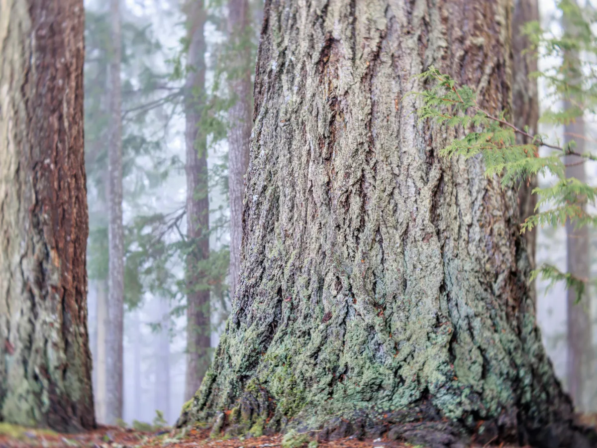 Cascade National Forest