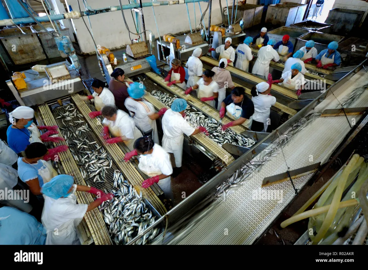 Sardine Processing Plant 7