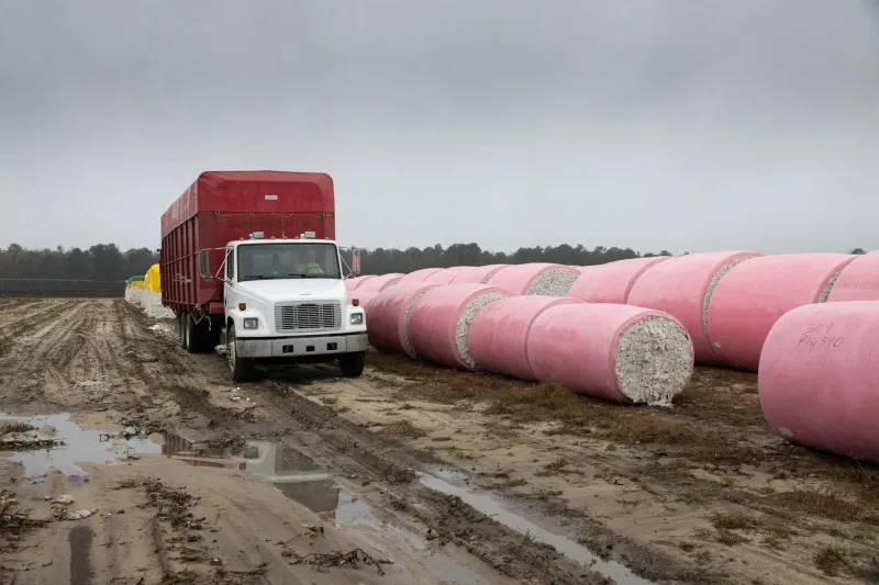 Welcome to Post-Revolutionary Life, Comrade Creator: Your 200,000 Followers Have Been Reassigned to the Turnip Harvest